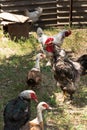 The rooster crows. Indo duck walks nearby. Free range poultry Royalty Free Stock Photo