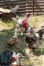 The rooster crows. Indo duck walks nearby. Free range poultry Royalty Free Stock Photo