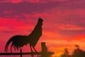 A Rooster crows in morning summer Royalty Free Stock Photo