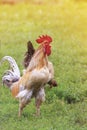 Rooster crows standing on green grass on the farm Royalty Free Stock Photo