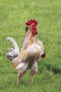 Rooster crows standing on green grass on the farm Royalty Free Stock Photo