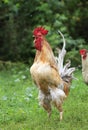 Rooster crows standing on green grass on the farm