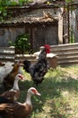 The rooster crows. Rooster surrounded by hens, roosters and indo ducks Royalty Free Stock Photo