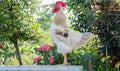 Rooster crows Royalty Free Stock Photo