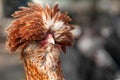 Rooster decorative portrait Royalty Free Stock Photo