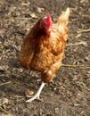 Rooster on dirt with Sunlight Royalty Free Stock Photo