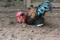 Rooster, domestic chicken having a dust bath