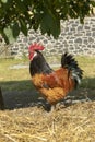 Rooster on the dunghill