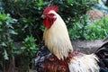 Rooster Royalty Free Stock Photo