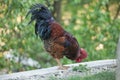 Rooster farm bird