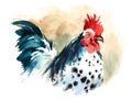 Rooster Farm Bird Watercolor Illustration Hand Painted