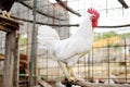 Rooster is in the farm chicken coop. Floor cage free chickens is trend of modern poultry farming. Local business Royalty Free Stock Photo