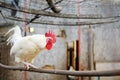 Rooster is in the farm chicken coop. Floor cage free chickens is trend of modern poultry farming. Local business Royalty Free Stock Photo