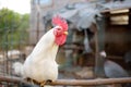 Rooster is in the farm chicken coop. Floor cage free chickens is trend of modern poultry farming. Local business Royalty Free Stock Photo