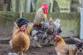 Rooster on the farm. chicken or hen crowing, cackling or clucking inside a chicken coop or hen house.