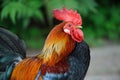 Rooster in farm