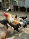 Rooster farm from indonesia