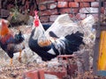 Rooster in a farm