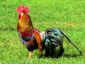 Rooster