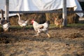 Rooster in farmland autumn afternoon Royalty Free Stock Photo