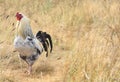 Rooster in the farmyard field Royalty Free Stock Photo