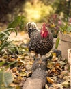 A Rooster in the Farmyard Garden