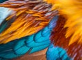 Rooster Feathers Close-up of the wing Colorful background texture Royalty Free Stock Photo