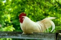 Rooster on Fence