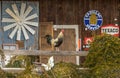 Rooster on a fence