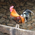 Rooster On A Fence Royalty Free Stock Photo