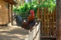 Rooster on the fence Royalty Free Stock Photo