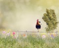 Rooster on a fence