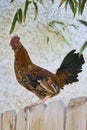 Rooster on a Fence