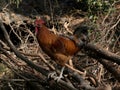 A rooster on firewood pile