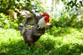 Rooster flapping its wings, in the garden, against the background of green vegetation.