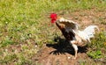 Rooster flapping its wings in green grass