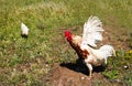 Rooster flapping its wings in green grass