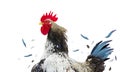 rooster with flying feathers isolated on white background