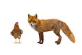 Rooster and fox Royalty Free Stock Photo