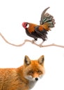 Rooster and fox isolated on a white Royalty Free Stock Photo
