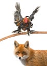 Rooster and fox isolated on a white Royalty Free Stock Photo
