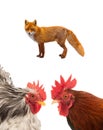 Rooster and fox isolated on a white Royalty Free Stock Photo