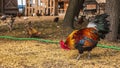 Rooster on a free range poultry farm.