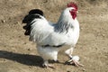 Rooster with white and black feathers