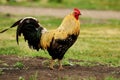 Rooster in full growth in the countryside against the background of grass and earth with a large fluttering tail