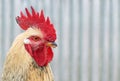 Rooster (Gallus gallus)