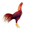 Rooster gamecock