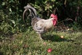 Rooster in the garden