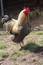 Rooster in the grass