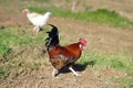 Rooster on the grass Royalty Free Stock Photo